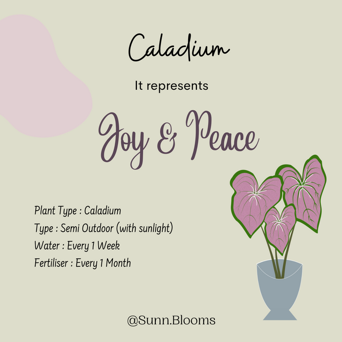 Caladium Pink Plant