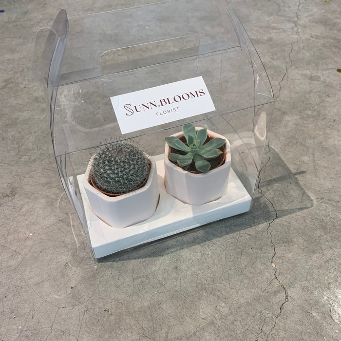 Kaktus mini